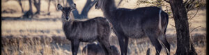 2444_namibia_13-08-26.jpeg