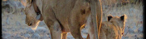 2288_namibia_11-08-26.jpeg