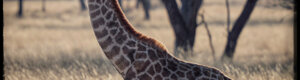 2461_namibia_13-08-26.jpeg