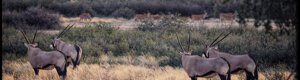 1892_namibia_04-08-26.jpeg