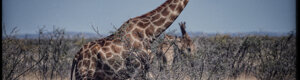 2360_namibia_11-08-26.jpeg