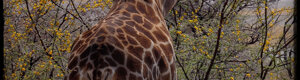2419_namibia_12-08-26.jpeg