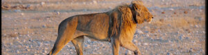 2277_namibia_11-08-26.jpeg
