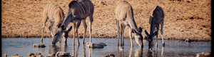 2433_namibia_12-08-26.jpeg