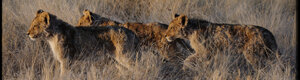 2303_namibia_11-08-26.jpeg