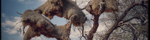 1868_namibia_04-08-26.jpeg