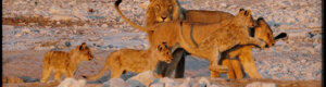 2271_namibia_11-08-26.jpeg