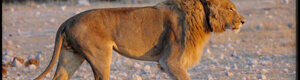 2276_namibia_11-08-26.jpeg