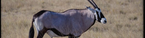 2440_namibia_12-08-26.jpeg
