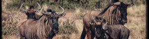 1921_namibia_05-08-26.jpeg
