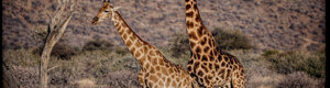 2468_namibia_13-08-26.jpeg