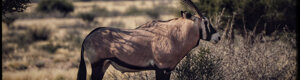 1936_namibia_05-08-26.jpeg