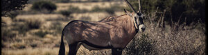 1934_namibia_05-08-26.jpeg
