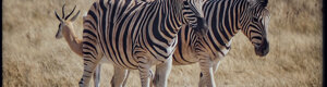 2317_namibia_11-08-26.jpeg