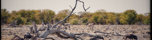 2411_namibia_12-08-26.jpeg