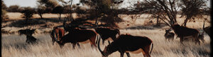 2455_namibia_13-08-26.jpeg