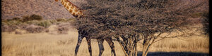 2464_namibia_13-08-26.jpeg