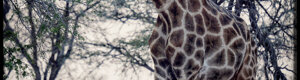 1889_namibia_04-08-26.jpeg