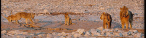 2266_namibia_11-08-26.jpeg
