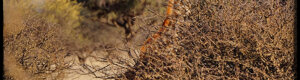 2462_namibia_13-08-26.jpeg
