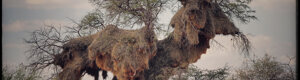 1890_namibia_04-08-26.jpeg