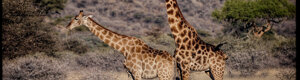 2469_namibia_13-08-26.jpeg