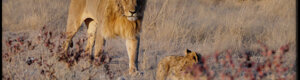 2297_namibia_11-08-26.jpeg