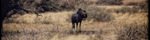 1876_namibia_04-08-26.jpeg