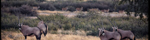 1896_namibia_04-08-26.jpeg