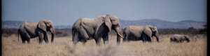 2361_namibia_11-08-26.jpeg