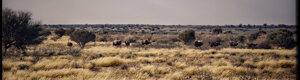 1875_namibia_04-08-26.jpeg
