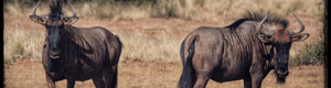 1923_namibia_05-08-26.jpeg