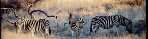 2472_namibia_13-08-26.jpeg