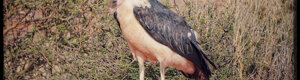 1873_namibia_04-08-26.jpeg