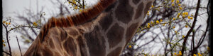 2420_namibia_12-08-26.jpeg