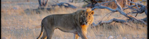 2282_namibia_11-08-26.jpeg