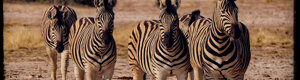1931_namibia_05-08-26.jpeg