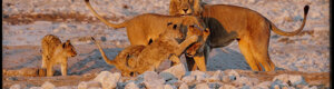 2270_namibia_11-08-26.jpeg