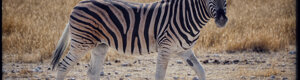 2316_namibia_11-08-26.jpeg