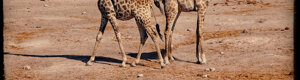 2426_namibia_12-08-26.jpeg