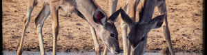 2432_namibia_12-08-26.jpeg