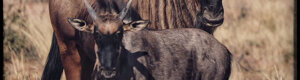 1924_namibia_05-08-26.jpeg