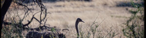 2442_namibia_13-08-26.jpeg