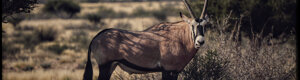 1933_namibia_05-08-26.jpeg