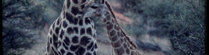 1886_namibia_04-08-26.jpeg