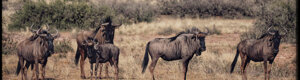 1925_namibia_05-08-26.jpeg