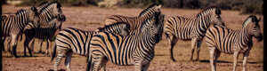 1927_namibia_05-08-26.jpeg