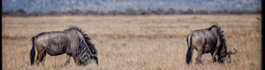 2391_namibia_12-08-26.jpeg