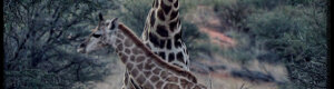 1887_namibia_04-08-26.jpeg