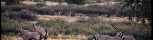1895_namibia_04-08-26.jpeg